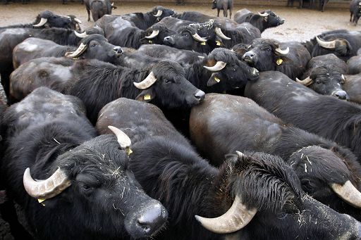 Spagna/Arriva la mozzarella di bufala catalana:1200 capi in loco