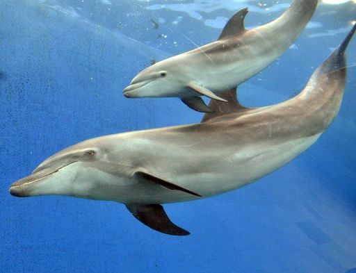 Livorno/ Cucciolo di delfino muore sulle riva di Piombino