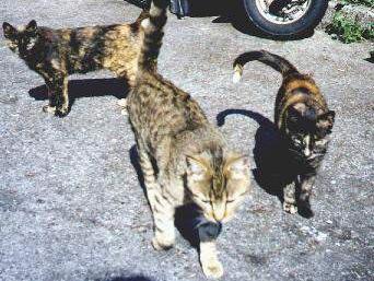 Gatti randagi all'ex macello