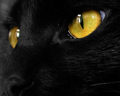 Gatti vittime dei satanisti