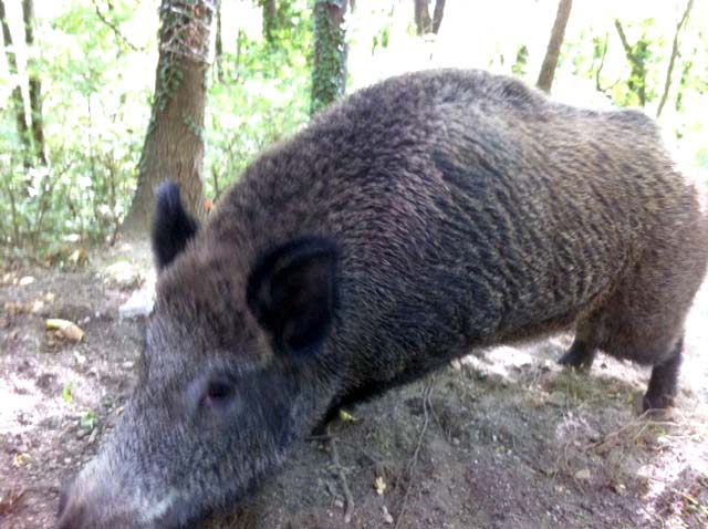 Pippo, cinghiale 