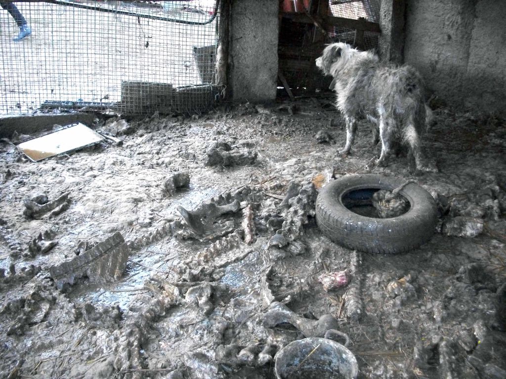 Uno degli animali maltratti a Sumirago