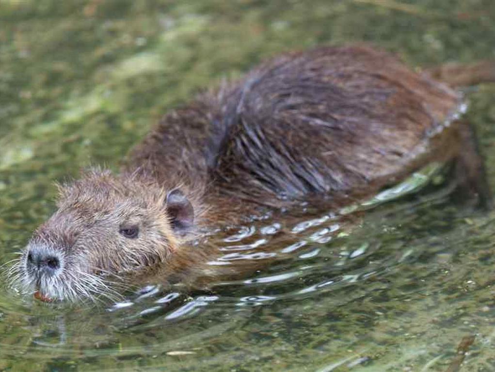 Nutrie sempre più presenti nel Varesotto (Red)