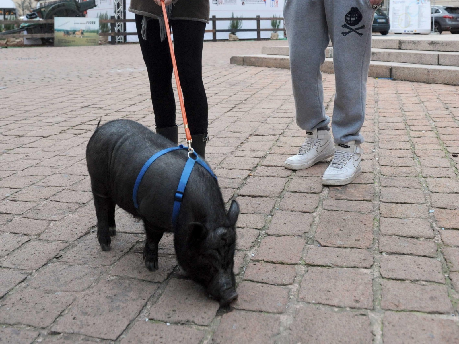 Un maialino vietnamita a passeggio per piazza San Giovanni (Blitz)