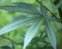 Legalizzare cannabis,iniziativa trasversale da 218 parlamentari