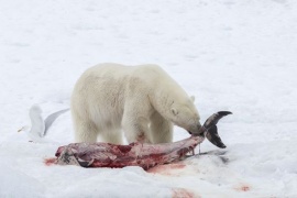 Orsi polari muoiono di fame, incapaci di reagire a cambi climatici