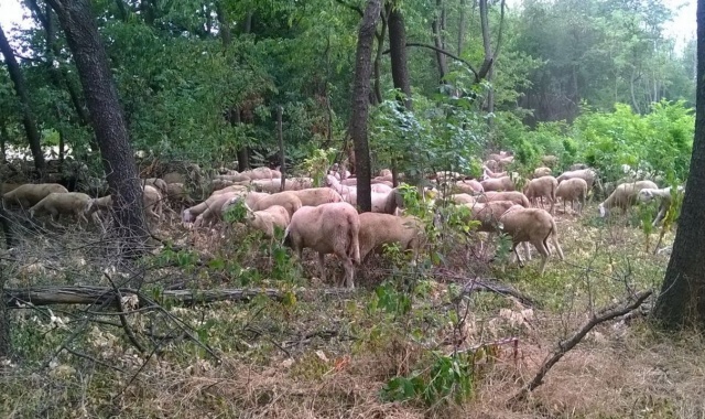 Mille pecore in città: denunciato 