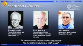 Nobel chimica a Lindahl, Modrich e Sancar per ricerche Dna