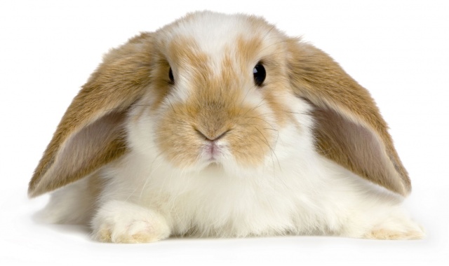 Petizione a favore dei conigli 4