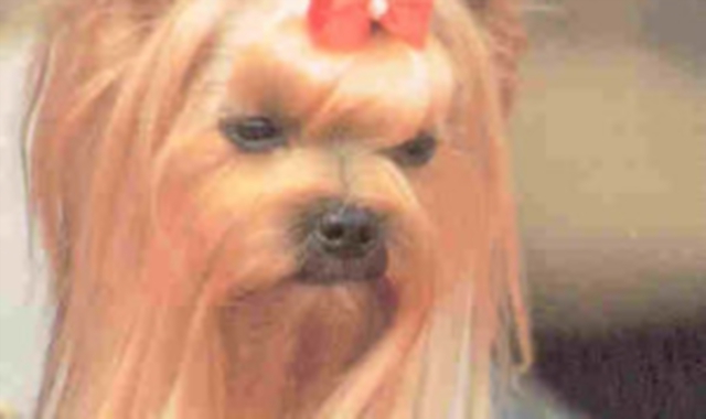 «Restituite i cani, oppure pagate»