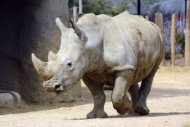 E' morto rinoceronte bianco del Nord a San Diego, 1 degli ultimi 4