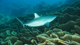 Australia lancia guerra a squali con droni e trappole intelligenti