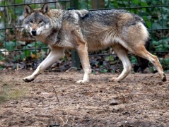 Polonia, i lupi sono tornati dopo lo sterminio degli anni Sessanta