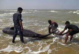 India, s'arenano balene pilota: almeno 45 sono morte