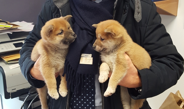 Due dei piccoli Shiba Inu salvati dagli agenti di Rho-Pero