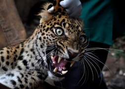 India, in fuga il leopardo catturato dopo irruzione nella scuola