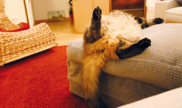 E niente... sono un gatto morto