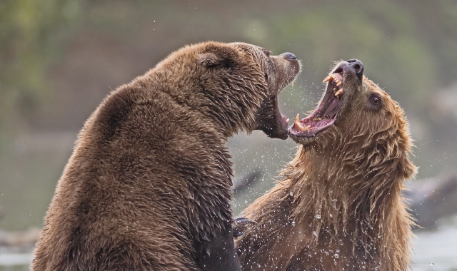 Ferraro e l’orso della Kamchatka