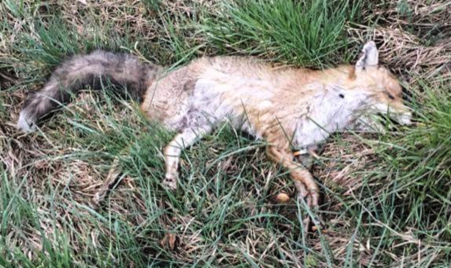 È presente da qualche giorno nel Parco del Ticino una volpe morta, si pensa avvelenata da bocconi di cibo contaminati (foto Blitz)