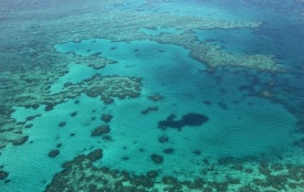 Australia, a rischio il 93% della Grande Barriera Corallina