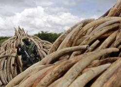 Kenya, contro il bracconaggio il rogo di 105 tonnellate di avorio
