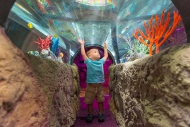 Slitta l'apertura di Sea life Roma Aquarium: