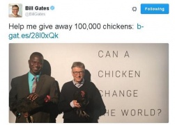 La nuova sfida di Bill Gates: portare polli in Africa