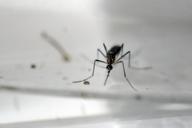 Zika, scoperti potenti anticorpi che neutralizzano il virus