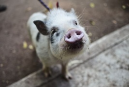 La scienza rivaluta il grugnito: indica la personalità del maiale