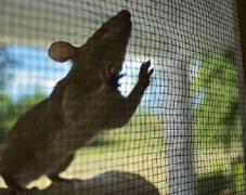 Morsa da un ratto a Roma, odissea sanitaria di 72 ore