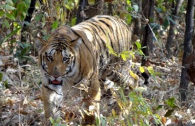 Il mistero della scomparsa di Jai, la tigre più famosa dell'India
