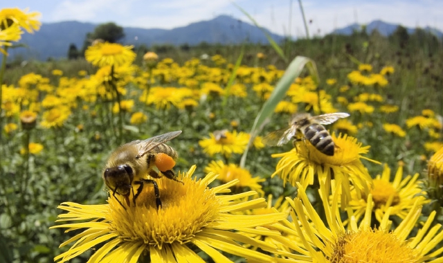 «Punto nel vivo»: attenti alle api