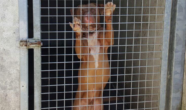 Azzannata da pitbull: perde un braccio