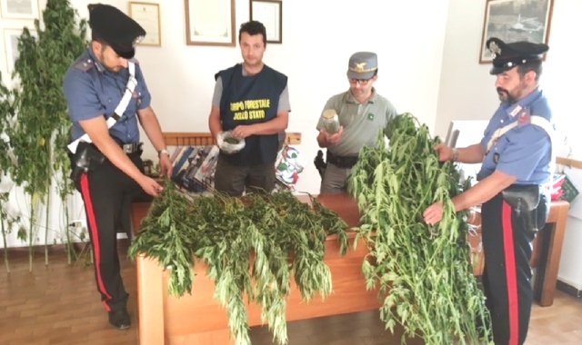 Carabinieri e Corpo forestale mostrano parte delle piante di canapa sequestrate