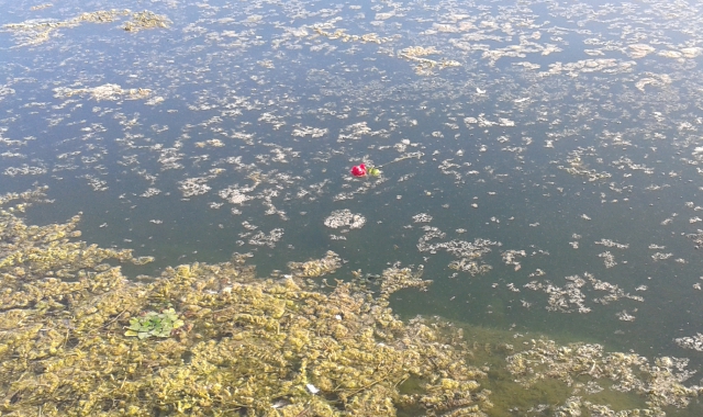 Le alghe che stanno invadendo il Lago di Varese
