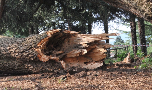 Il grande ramo che si è staccato dal monumentale cedro del Libano nel parco di Villa Mirabello (Blitz)