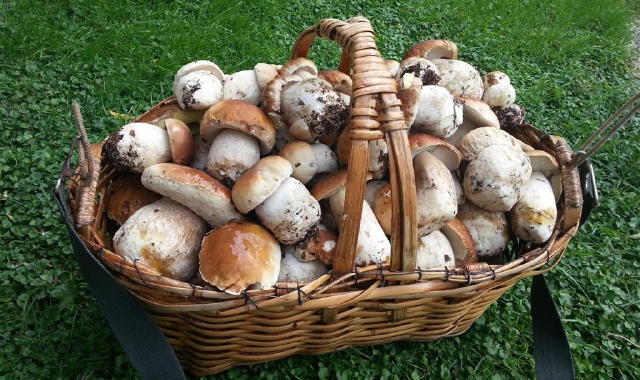 È iniziato il mese dei porcini (Foto Archivio)