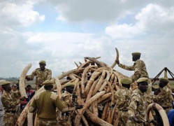 Crolla numero di elefanti africani, colpa di contrabbando avorio
