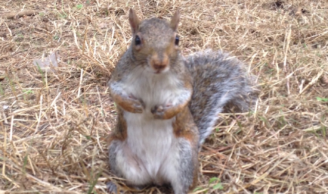 Uno dei “famigerati” scoiattoli grigi