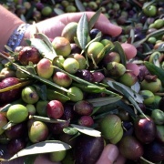 Ismea-Unaprol: in 2016 dimezzata produzione italiana di olio