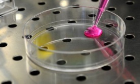 Da moscovio a tennessinio, 4 nuovi elementi della tavola periodica