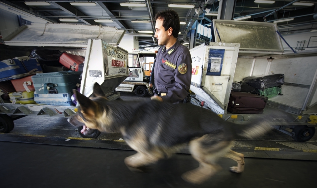 Fondamentale nella lotta allo spaccio “aereo” il lavoro dei cani antidroga (Gdf)