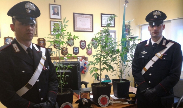 I carabinieri con le piante di marijuana sequestrate