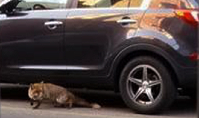La volpe sotto un’auto posteggiata in via Manzoni