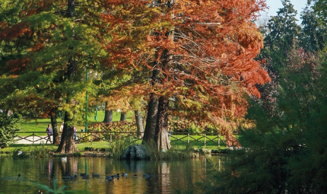 Il cipresso calvo è una delle piante analizzate nei quattro percorsi proposti dalla naturalista milanese Fabrizia Gianni nella nuova guida Scalpendi dedicata al Parco Sempione di Milano; sotto, il Castello Sforzesco e alcuni fiori