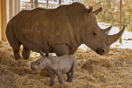 Israele, nascita rara di un rinoceronte bianco al parco Ramat Gan