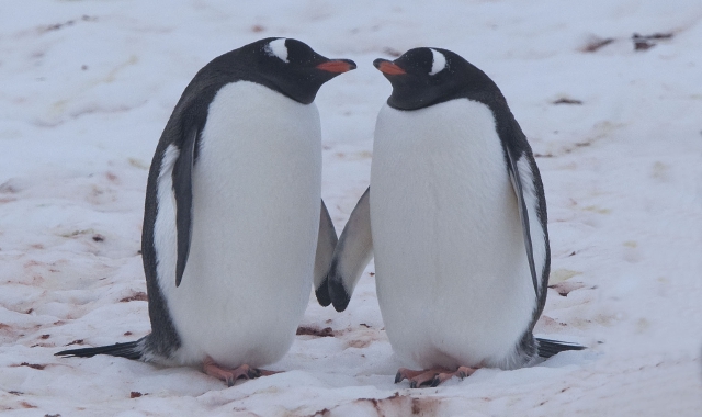 Due pinguini Imperatore si coccolano sui ghiacci dell’Antartide