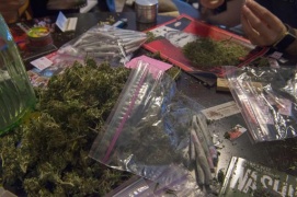 Olanda, primo sì a regole per vendita della cannabis all'ingrosso