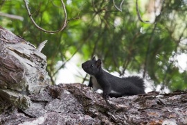 Scoperta una nuova specie di mammifero: lo scoiattolo meridionale