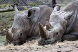 Zoo belga accorcerà corna rinoceronti dopo uccisione in Francia